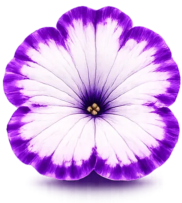 Petunia bloom with bordered petal pigmentation