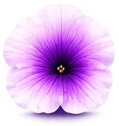 Petunia bloom with gradient petal pigmentation