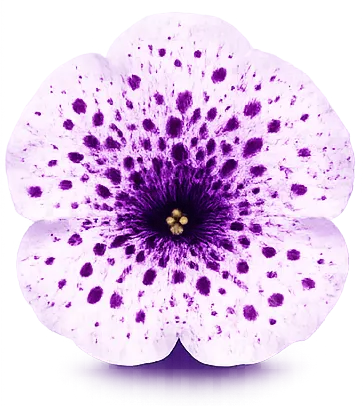 Petunia bloom with speckled pigmentation