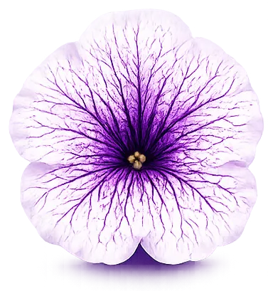 Petunia bloom with fine veined pigmentation